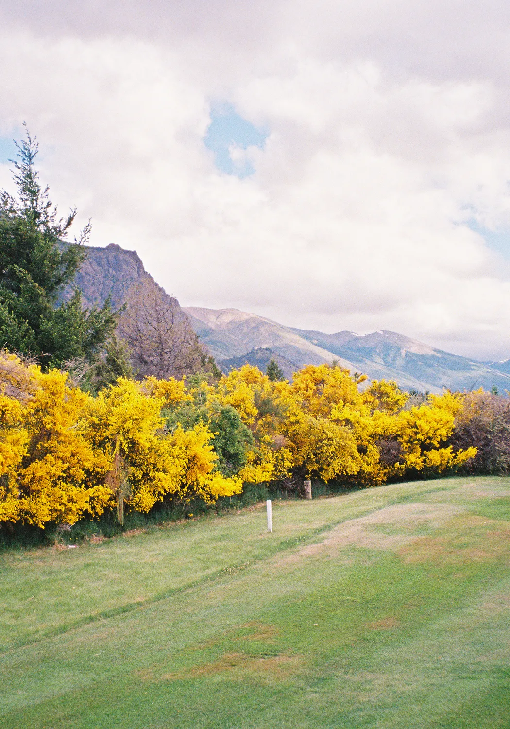 Green grassy field bordered by vibrant yellow flowering bushes with mountains and cloudy sky in the background.
